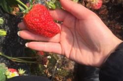 赤峰黑松露采摘園地址電話(huà)號(hào)碼