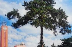 赤峰清樹(shù)農(nóng)機(jī)公司電話地址查詢(xún)