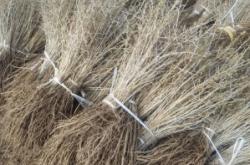 赤峰出售沙棘果樹電話號碼是多少