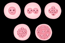 赤峰卵泡監(jiān)測(cè)中心電話號(hào)碼是多少
