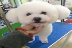 赤峰私家愛寵店地址電話號(hào)碼