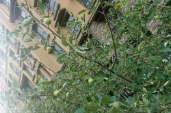 赤峰西烏旗客運站電話號碼