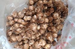 赤峰甲魚殼收購電話號(hào)碼是多少