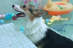 赤峰市寵物采訪中心電話號碼