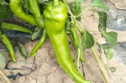 赤峰辣椒苗場(chǎng)電話號(hào)碼查詢