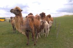 赤峰保溫羊棚電話多少號