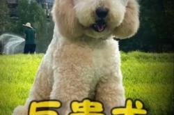 赤峰巨貴犬造型店電話號碼