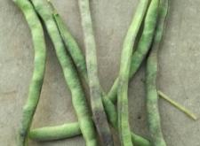 赤峰附近收購(gòu)豆腐渣電話地址