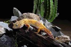 赤峰爬蟲(chóng)市場(chǎng)地址電話查詢號(hào)碼