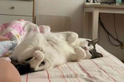 赤峰寵物針灸店電話號碼多少