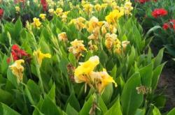 赤峰市紅廟子苗圃電話號碼