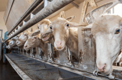 赤峰喂牛飼料電話號(hào)碼查詢