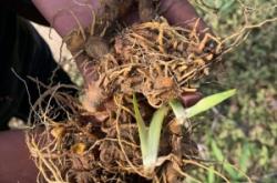 赤峰藥材種植與收購電話