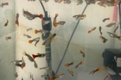 赤峰花鳥市場電話號碼多少