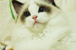 赤峰附近幼貓出售電話是多少號(hào)