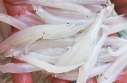 赤峰批發(fā)銀魚電話號(hào)碼查詢地址