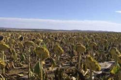 赤峰梧桐花金庭賓館電話號碼