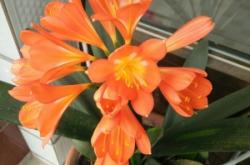 赤峰寧城彩虹社區(qū)電話號碼是多少