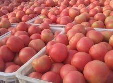 赤峰西紅柿包裝廠家電話號(hào)碼