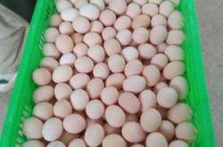 赤峰批發(fā)雞蛋電話多少啊