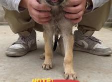 赤峰市獵狼犬出售電話號碼