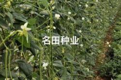 赤峰蕓豆種業(yè)招聘信息電話號(hào)碼