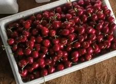 赤峰市櫻桃批發(fā)電話號碼