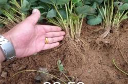 赤峰露天草莓種植基地電話(huà)地址