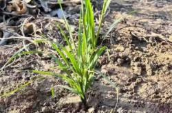 赤峰哪里有賣(mài)草的