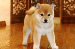 赤峰領(lǐng)養(yǎng)小型狗電話多少號(hào)