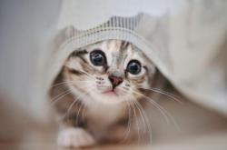 赤峰貓咪圖書館招聘電話號碼