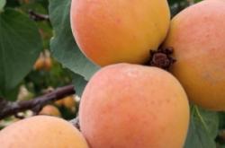 赤峰市敖漢旗蒙菜館電話號(hào)碼