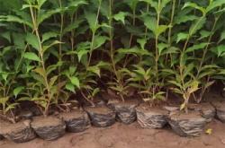 赤峰苗木銷售種植基地電話號(hào)碼