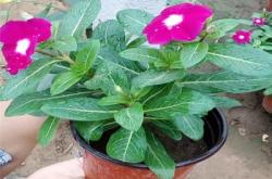 赤峰楊家村種植基地電話號碼