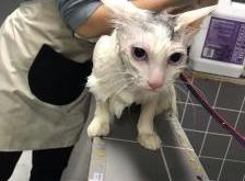 赤峰辛巴寵物店電話地址查詢