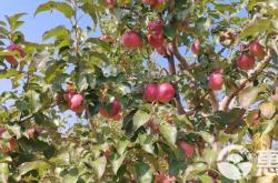 赤峰批發(fā)基地電話號碼多少