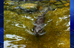赤峰紅山區(qū)寵物樂園電話號碼