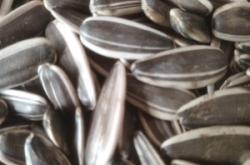 赤峰瓜子收購(gòu)商電話號(hào)碼查詢