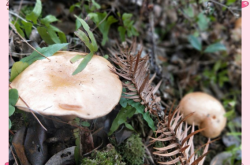 赤峰周邊撿蘑菇