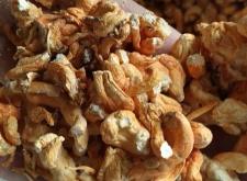 赤峰直立冬青批發(fā)電話