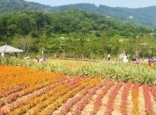 赤峰杜鵑花莊園地址電話號碼