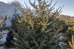 赤峰求購(gòu)云杉樹(shù)電話多少號(hào)