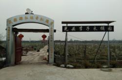 赤峰黃李子采摘園地址電話號碼