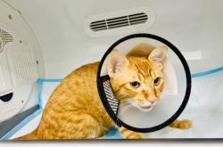 赤峰市飛飛寵物醫(yī)院電話號(hào)碼