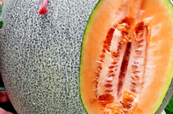 赤峰賣香瓜苗電話號碼是多少