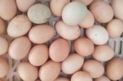 赤峰賣土雞蛋電話號碼多少