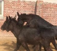 赤峰毛驢屠宰場(chǎng)地址電話號(hào)碼