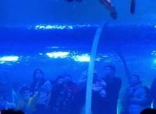 赤峰海洋館訂票電話號碼是多少