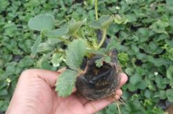 赤峰烏丹草莓種植基地電話號碼