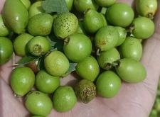 赤峰市寧城酸棗收購電話號(hào)碼